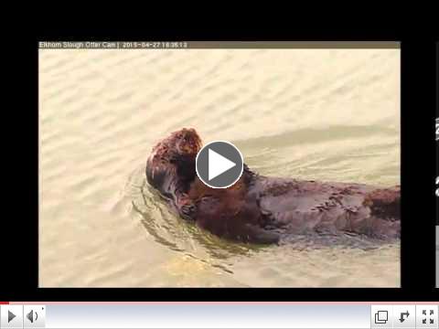 Sea Otter Mom and Pup on Elkhorn Slough Otter Cam