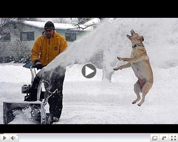 Funny Cats and Dogs Playing in the Snow