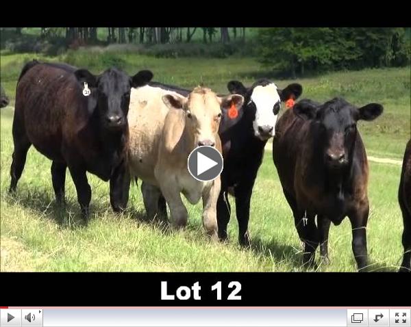 Lot 12: Homeplace Producers Board Sale
