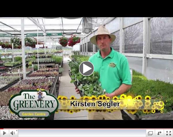 Cole Crops: Broccoli, Cabbage, Kale, and More