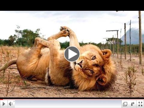 Funny Animal Videos 2015 - Compilation