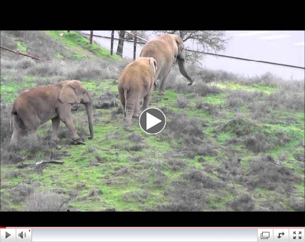 ELEPHANT WATCHING: Dec. 26, 2012