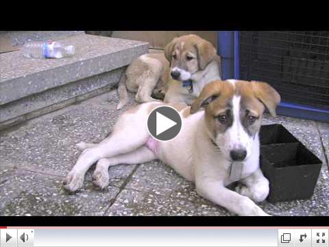 Operation Baghdad Pups