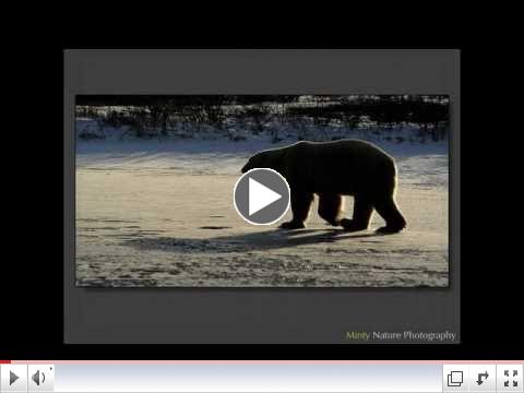 Polar Bear Tribute