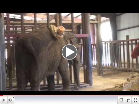 Elephants love dirt!Watch Gypsy roll and dust.