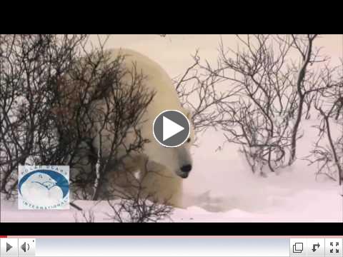 Polar Bears & Climate Change: Dr. Andrew Derocher