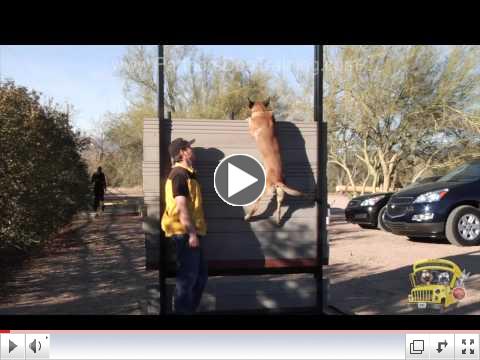 Welcome to Partners Dog Training School