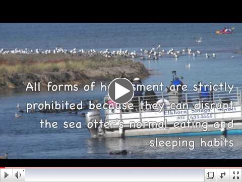 Marissa DeVogelaere Sea Otters and Emotions for the Ocean 2