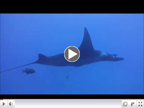 The Giant Mantas of Sirocco