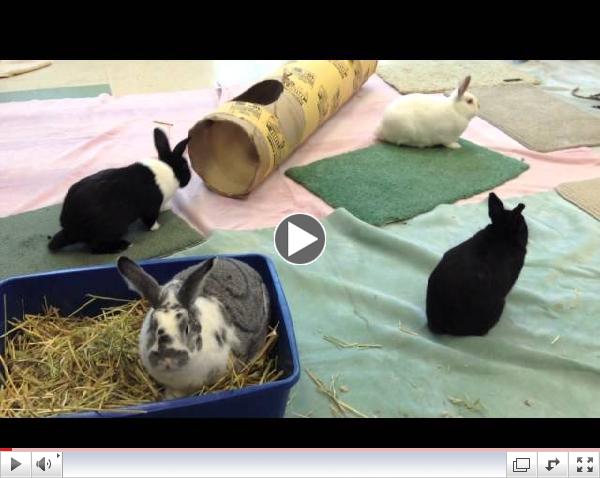 Bunny Playground - The Game of Tag