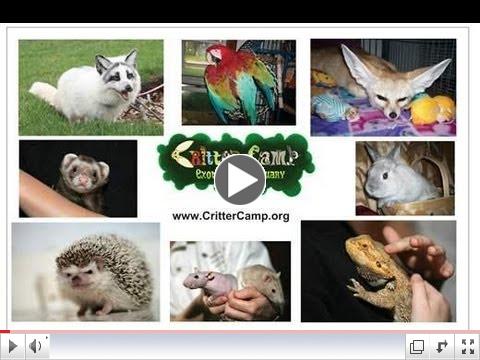 What is Critter Camp ?