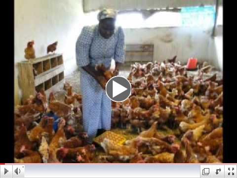 Chickens For Congo