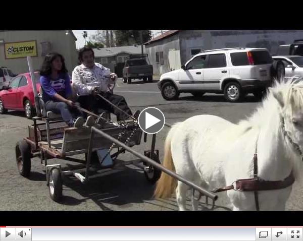 Adult horse carriage rides-Wild Bill