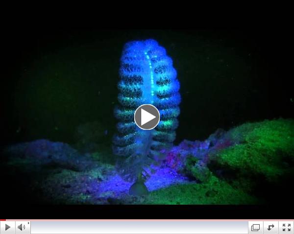 Visions in Blue, Biofluorescent or UV Night diving on Koh Tao