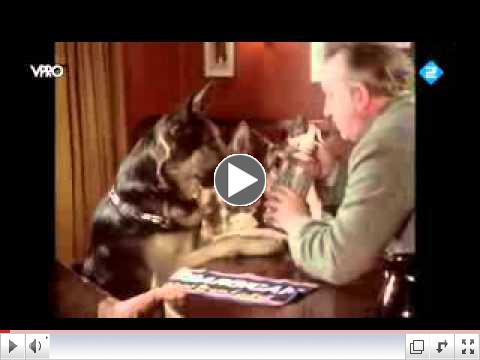 Three German Shepherds walk into an English Pub (actual video)