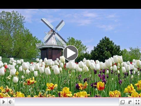 Keukenhof Gardens | World Beautiful Flowers | Tulip Garden 