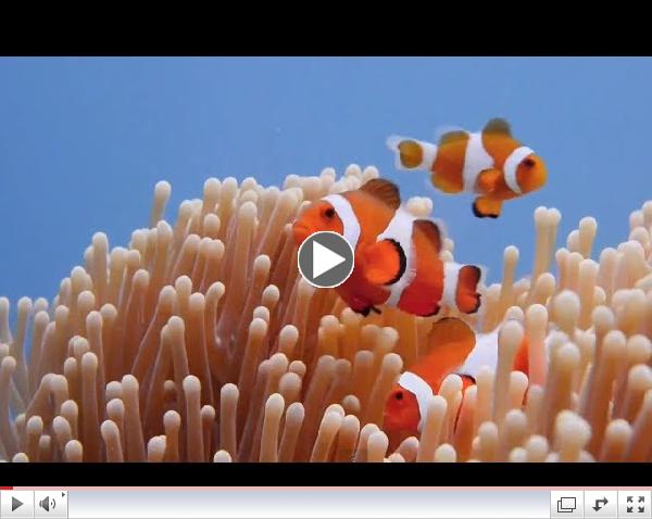 Scuba Diving the Sipadan Barrier Reef in 60 seconds