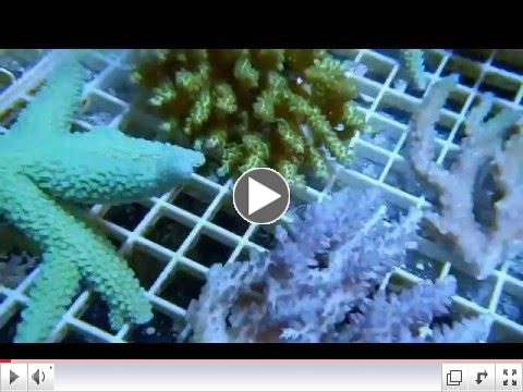 CHECK OUT SOME OF OUR NEW ACROPORA