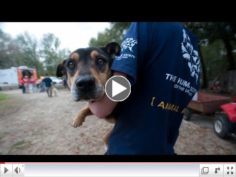2011 Victories for Animals - The Humane Society of the United States