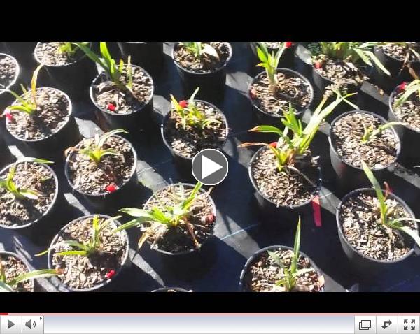 Planters Choice Perennial Production Tour