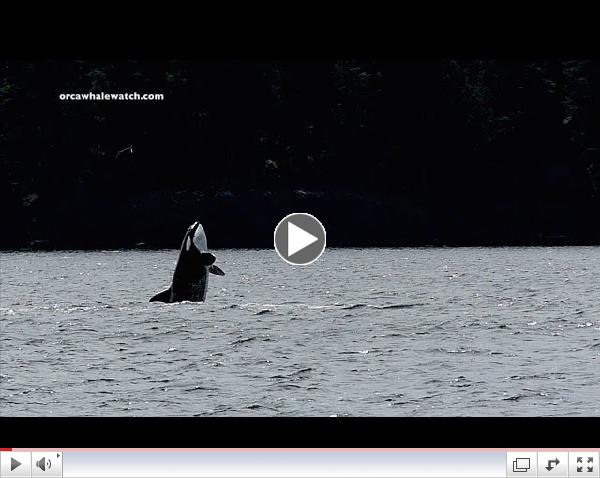Wild Killer Whale breach-fest! Western Prince 6/8/14 Ts / Js / Ts