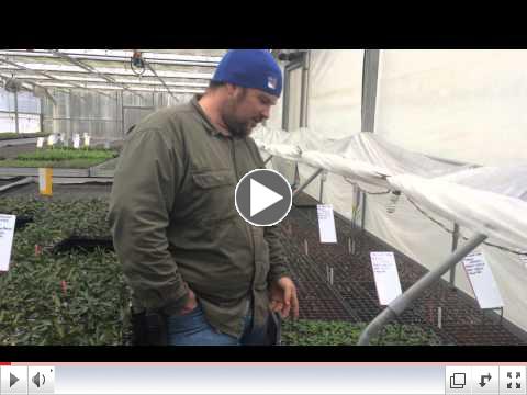 Dan talks about the greenhouse