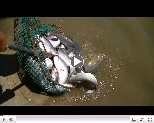 6/6/13 Stocking Blue & Channel Catfish - 6/4/13 Stocking Tilapia & Catfish at SARL & Corona Lake