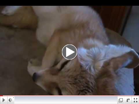 Fennec Fox steals bread, hides under bed, squeals for a cherry