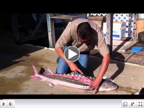 Captain Joel Filleting a Sturgeon Pt 1
