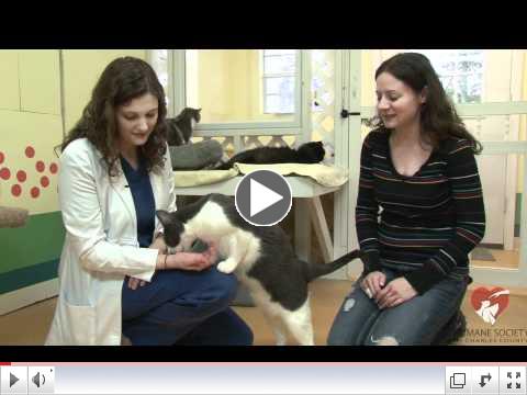 Humane Society of Charles County Maryland December Adoption Video
