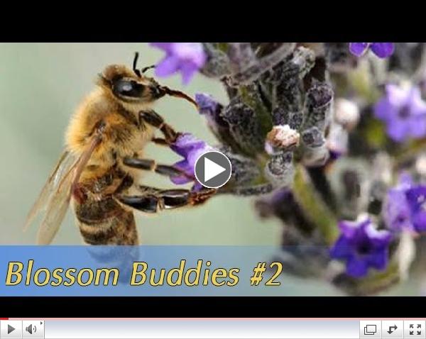 Growing California video series: