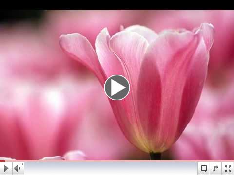 Flowers and Love Songs.wmv