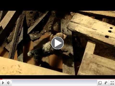 Lotto 'Lucky Dog' by DDB NZ and The Sweetshop