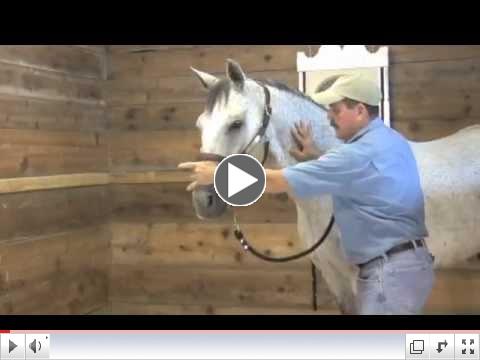 Tips to helping the horse move through a range of motion in a relaxed state