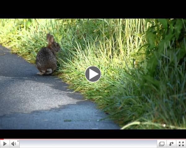 Appalachian Cottontail