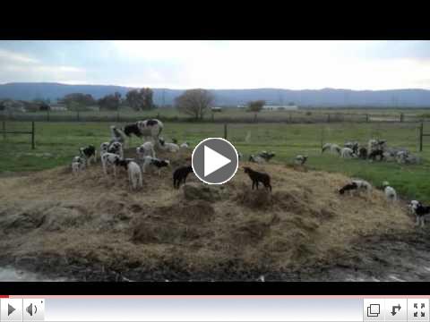 Jacob lambs Playing on the Compost Pile