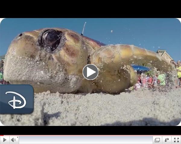 Tour de Turtles | Disney's Vero Beach Resort | Disney Parks