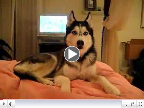 Husky Dog Talking - 