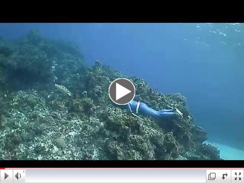 Turtle Escapes From Free Diver