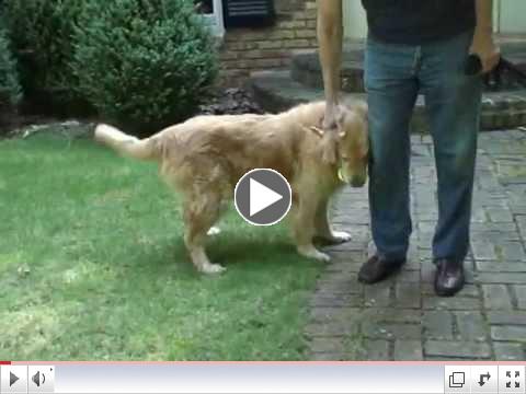 Barney, Adopt A Golden
