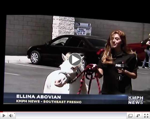 Fox-KMPH news reports wild chase to capture Wild Bill's Mini Horse