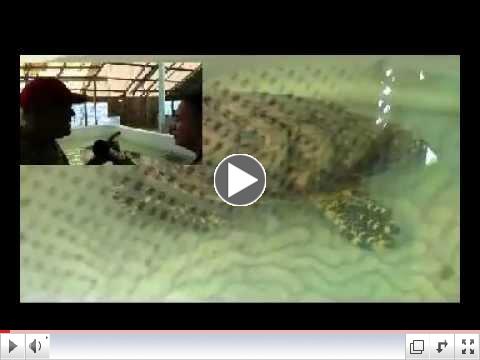 Old Hegg Turtle Sanctuary - Bequia