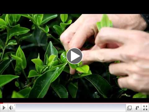 Honest Origins: Our Korakundah Tea Garden Story