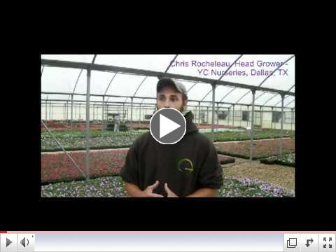 RootShield Protection on Pansies_YCNurseries