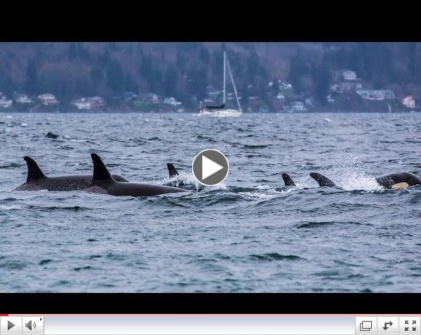 Southern Resident Killer Whales: December Sunset Visit (HD)