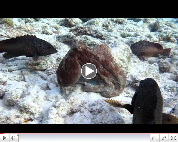 Octopus Hunts with Grouper Posse
