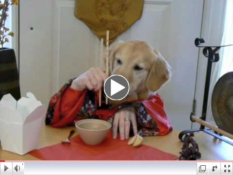 Wasabi and Ginger - Golden Retriever dog eats with hands