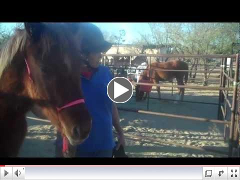 ROTH's Sucess Foals in Training Equine Voices Graduation Day II
