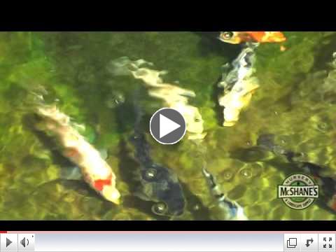 How to Choose A Koi Or Goldfish For Your Pond