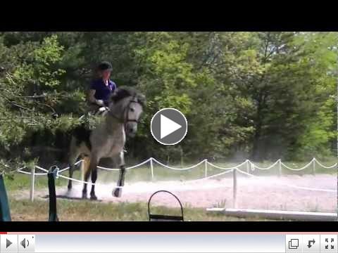 Terciero - Andalusian 